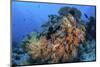 Soft Coral Colonies Thrive on a Reef in Komodo National Park, Indonesia-Stocktrek Images-Mounted Photographic Print