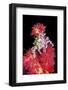 Soft Coral Crab (Hoplophrys Oatesii) Camouflaged On Red Soft Coral (Dendronephthya Sp.)-Constantinos Petrinos-Framed Photographic Print
