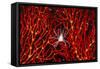 Soft Coral Crab on Red Sea Fan in Big Drop-Off, Palau, Micronesia-Ali Kabas-Framed Stretched Canvas