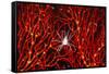 Soft Coral Crab on Red Sea Fan in Big Drop-Off, Palau, Micronesia-Ali Kabas-Framed Stretched Canvas