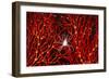 Soft Coral Crab on Red Sea Fan in Big Drop-Off, Palau, Micronesia-Ali Kabas-Framed Photographic Print