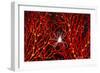 Soft Coral Crab on Red Sea Fan in Big Drop-Off, Palau, Micronesia-Ali Kabas-Framed Photographic Print