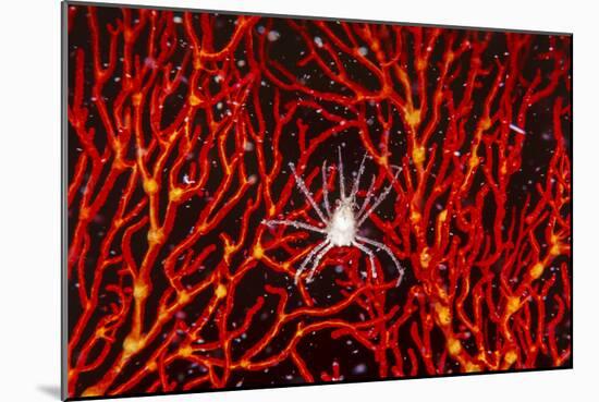 Soft Coral Crab on Red Sea Fan in Big Drop-Off, Palau, Micronesia-Ali Kabas-Mounted Photographic Print