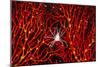 Soft Coral Crab on Red Sea Fan in Big Drop-Off, Palau, Micronesia-Ali Kabas-Mounted Photographic Print