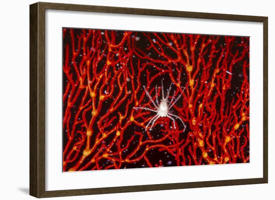 Soft Coral Crab on Red Sea Fan in Big Drop-Off, Palau, Micronesia-Ali Kabas-Framed Photographic Print