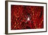 Soft Coral Crab on Red Sea Fan in Big Drop-Off, Palau, Micronesia-Ali Kabas-Framed Photographic Print