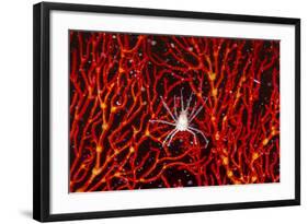 Soft Coral Crab on Red Sea Fan in Big Drop-Off, Palau, Micronesia-Ali Kabas-Framed Photographic Print