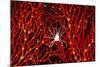Soft Coral Crab on Red Sea Fan in Big Drop-Off, Palau, Micronesia-Ali Kabas-Mounted Photographic Print