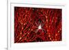 Soft Coral Crab on Red Sea Fan in Big Drop-Off, Palau, Micronesia-Ali Kabas-Framed Photographic Print