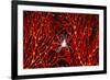 Soft Coral Crab on Red Sea Fan in Big Drop-Off, Palau, Micronesia-Ali Kabas-Framed Photographic Print