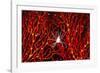 Soft Coral Crab on Red Sea Fan in Big Drop-Off, Palau, Micronesia-Ali Kabas-Framed Photographic Print