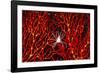 Soft Coral Crab on Red Sea Fan in Big Drop-Off, Palau, Micronesia-Ali Kabas-Framed Photographic Print