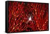 Soft Coral Crab on Red Sea Fan in Big Drop-Off, Palau, Micronesia-Ali Kabas-Framed Stretched Canvas