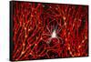 Soft Coral Crab on Red Sea Fan in Big Drop-Off, Palau, Micronesia-Ali Kabas-Framed Stretched Canvas