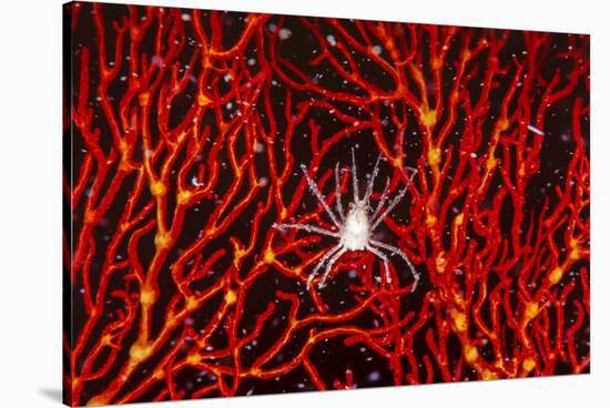 Soft Coral Crab on Red Sea Fan in Big Drop-Off, Palau, Micronesia-Ali Kabas-Stretched Canvas