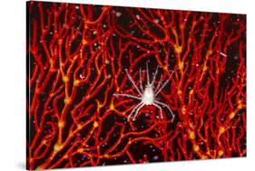 Soft Coral Crab on Red Sea Fan in Big Drop-Off, Palau, Micronesia-Ali Kabas-Stretched Canvas