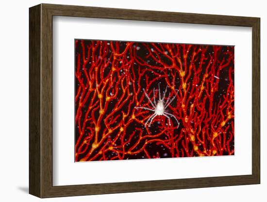 Soft Coral Crab on Red Sea Fan in Big Drop-Off, Palau, Micronesia-Ali Kabas-Framed Photographic Print