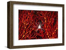 Soft Coral Crab on Red Sea Fan in Big Drop-Off, Palau, Micronesia-Ali Kabas-Framed Photographic Print