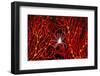 Soft Coral Crab on Red Sea Fan in Big Drop-Off, Palau, Micronesia-Ali Kabas-Framed Photographic Print