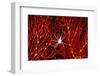 Soft Coral Crab on Red Sea Fan in Big Drop-Off, Palau, Micronesia-Ali Kabas-Framed Photographic Print