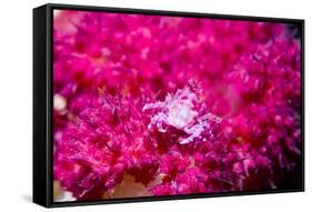 Soft coral crab on Soft coral, Indonesia-Georgette Douwma-Framed Stretched Canvas