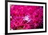 Soft coral crab on Soft coral, Indonesia-Georgette Douwma-Framed Photographic Print