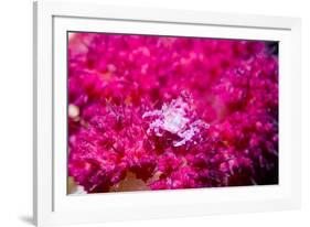 Soft coral crab on Soft coral, Indonesia-Georgette Douwma-Framed Photographic Print