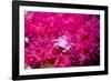 Soft coral crab on Soft coral, Indonesia-Georgette Douwma-Framed Photographic Print