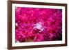 Soft coral crab on Soft coral, Indonesia-Georgette Douwma-Framed Photographic Print