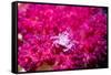 Soft coral crab on Soft coral, Indonesia-Georgette Douwma-Framed Stretched Canvas