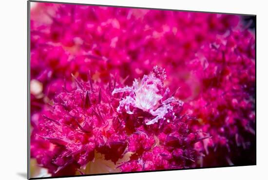 Soft coral crab on Soft coral, Indonesia-Georgette Douwma-Mounted Photographic Print