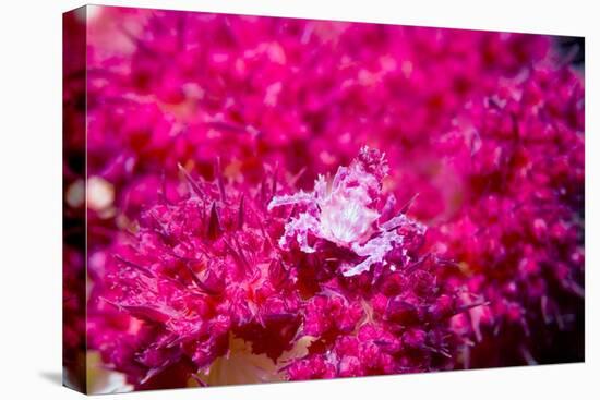 Soft coral crab on Soft coral, Indonesia-Georgette Douwma-Stretched Canvas