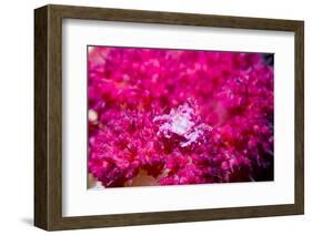 Soft coral crab on Soft coral, Indonesia-Georgette Douwma-Framed Photographic Print