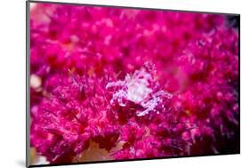 Soft coral crab on Soft coral, Indonesia-Georgette Douwma-Mounted Photographic Print