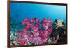 Soft Coral (Dendronephthya), Rainbow Reef, Fiji-Pete Oxford-Framed Photographic Print