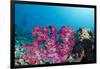 Soft Coral (Dendronephthya), Rainbow Reef, Fiji-Pete Oxford-Framed Photographic Print