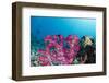 Soft Coral (Dendronephthya), Rainbow Reef, Fiji-Pete Oxford-Framed Photographic Print
