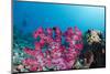 Soft Coral (Dendronephthya), Rainbow Reef, Fiji-Pete Oxford-Mounted Photographic Print