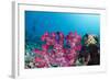 Soft Coral (Dendronephthya), Rainbow Reef, Fiji-Pete Oxford-Framed Photographic Print