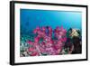 Soft Coral (Dendronephthya), Rainbow Reef, Fiji-Pete Oxford-Framed Photographic Print