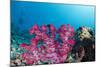 Soft Coral (Dendronephthya), Rainbow Reef, Fiji-Pete Oxford-Mounted Photographic Print