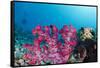 Soft Coral (Dendronephthya), Rainbow Reef, Fiji-Pete Oxford-Framed Stretched Canvas