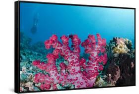 Soft Coral (Dendronephthya), Rainbow Reef, Fiji-Pete Oxford-Framed Stretched Canvas