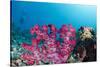 Soft Coral (Dendronephthya), Rainbow Reef, Fiji-Pete Oxford-Stretched Canvas