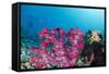 Soft Coral (Dendronephthya), Rainbow Reef, Fiji-Pete Oxford-Framed Stretched Canvas