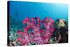 Soft Coral (Dendronephthya), Rainbow Reef, Fiji-Pete Oxford-Stretched Canvas