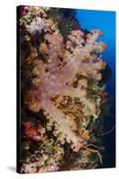 Soft Coral (Dendronephthya), Rainbow Reef, Fiji-Pete Oxford-Stretched Canvas