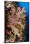 Soft Coral (Dendronephthya), Rainbow Reef, Fiji-Pete Oxford-Mounted Photographic Print