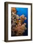 Soft Coral (Dendronephthya), Rainbow Reef, Fiji-Pete Oxford-Framed Photographic Print