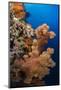 Soft Coral (Dendronephthya), Rainbow Reef, Fiji-Pete Oxford-Mounted Photographic Print